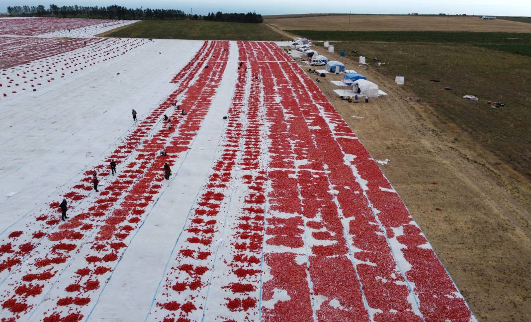 Süphan Dağı’nda yetişiyor 12 kilodan 1 kilo çıkıyor. Türkler 1 kilo bile alamıyor - Resim: 2
